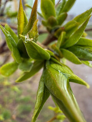 Close-up of vibrant green leaves glistening with raindrops in a lush outdoor setting.