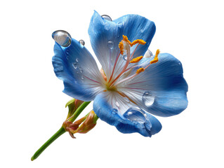 Blue Bloom: A captivating macro shot reveals a delicate blue bloom, its petals glistening with water droplets, evoking a sense of freshness and natural beauty.