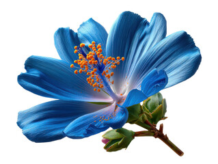 Blue Hibiscus Bloom: A detailed, vibrant shot captures the exquisite beauty of a blue hibiscus flower in full bloom, with its delicate petals and prominent stamen.