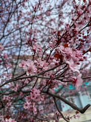 Close-up of delicate pink cherry blossoms blooming on a tree branch, creating a serene atmosphere.