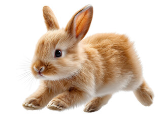 Adorable Bunny in Motion: A single, charming bunny is captured mid-run, a portrait of youthful agility and boundless energy, showcasing the exquisite texture of its soft fur.