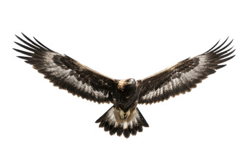Obraz premium Majestic eagle in flight wildlife photography studio setting. Isolated on transparent background, png.