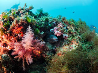 moray fish in its hiding place among algae and coral, concept of marine wildlife and underwater adventure