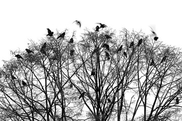 Crows sitting on the top of the crown of a bare city tree in winter. Silhouettes of numerous...