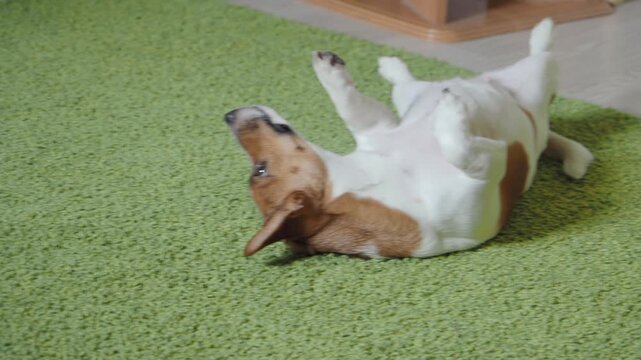 Jack Russell dog stretches, rests, lies on the carpet.