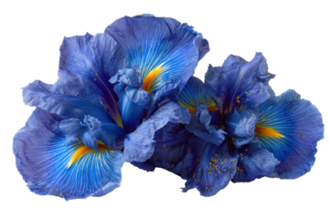 Vibrant blue iris garden a close-up photographic artwork. Isolated on transparent background, png.