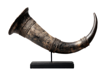 Museum display of an ancient horn artifact and cultural history. Isolated on transparent background, png.