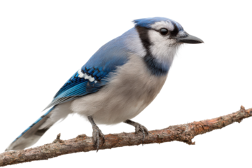 Blue jay bird perched on branch nature scene close-up view. Isolated on transparent background, png.