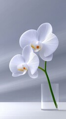 White Orchid Minimalist Still Life on Pale Grey