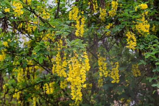 Branches of blooming ornamental common laburnum in overcast rainy day