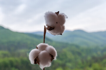Dry bolls of cotton plant with fiber on blurred background