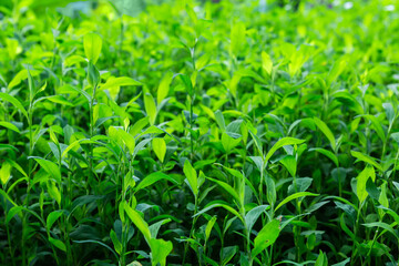 Young knotgrass stems, bottom view close-up in selective focus