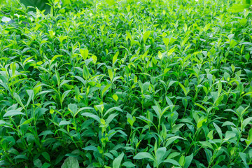 Young knotgrass stems, bottom view close-up in selective focus