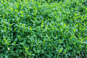 Part of meadow overgrown with knotgrass in sunny morning