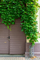 Serene entrance framed by vibrant green ivy in a quaint neighborhood, inviting exploration on a sunny afternoon
