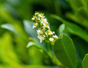 Blooming flora showcasing delicate white flowers amidst vibrant green foliage in a serene garden setting on a sunny day