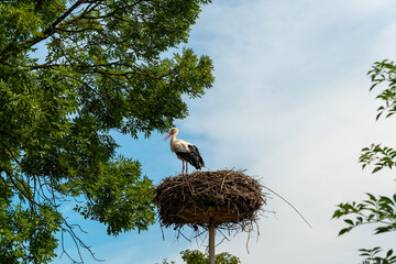 Majestic stork surveys its kingdom from a lofty nest against a vibrant sky in the heart of nature