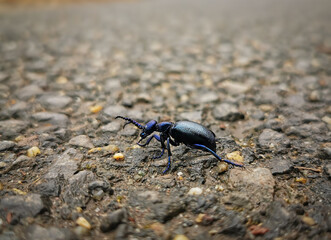 A close-up of a blue-black oil beetle (Meloe violaceus) walking across an asphalt road. Its metallic sheen contrasts with the textured surface.