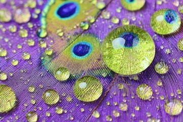 Close-up of a vibrant purple peacock feather, detailed with water droplets