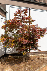 Autumn foliage embraces a small maple tree by a modern building in a tranquil garden setting