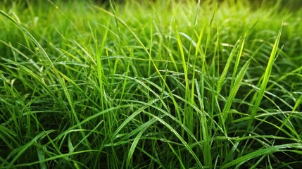 Obraz premium Green grass on the forest meadow at sunset. Wild grass swaying in the wind. Macro image, shallow depth of field
