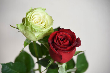 緑と赤のばら