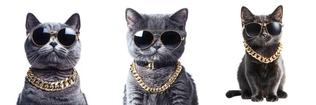 Set of cool cats in glasses with a gold chain isolated on transparent background PNG