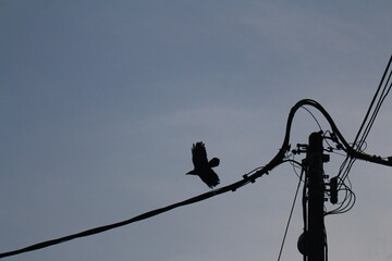 A silhouetted bird in mid-flight near complex power lines and a utility pole against a muted, overcast sky.