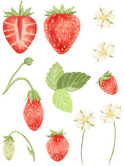A set of watercolor strawberries, strawberry leaves and strawberry flowers.