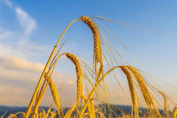 golden wheat field and sky