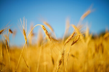 golden wheat field