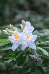 Fototapeta premium White flowers of rhododendron azalea on the background of green grass and leaves.