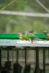 green-cheeked parrot on branch, tropical bird with red tail, exotic bird inside birdhouse, parrot resting on wooden perch, pet bird sitting in aviary stock photo.





