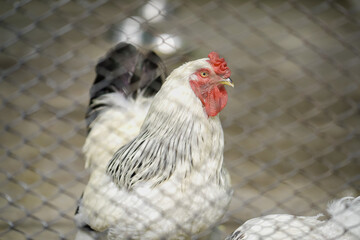 chicken inside wire enclosuren,white hen near fence mesh, farm rooster in captivity, white rooster behind fence, caged poultry close-up.




