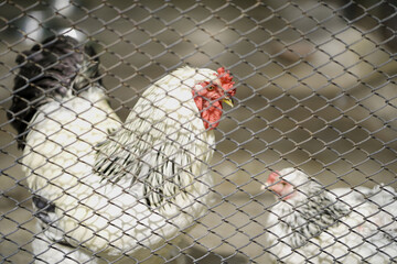 chicken inside wire enclosuren,white hen near fence mesh, farm rooster in captivity, white rooster behind fence, caged poultry close-up.




