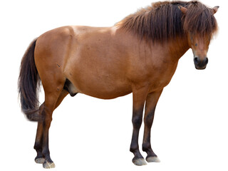 Brown horse isolated on white background