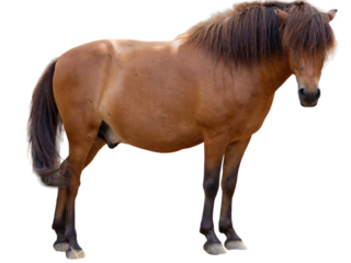 Brown horse isolated on white background