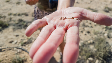 Close-up of seeds of the Frankincense Tree.