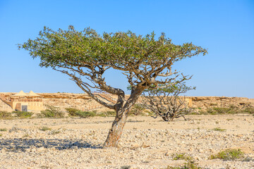 Boswellia sacra tree growing in arid landscape of Wadi Dawkah natural park, unesco world heritage site, Dhofar in Oman, with observation point in the background