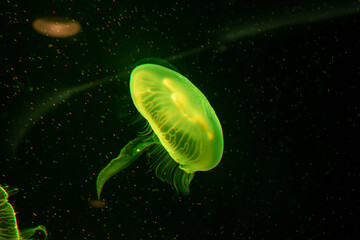 A glowing green jellyfish illuminated against a black background, highlighting its translucent form