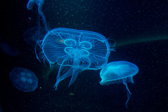 Blue jellyfish gracefully floating in the deep ocean, their translucent bodies illuminated with an ethereal glow. The scene evokes the mystery and beauty of marine life
