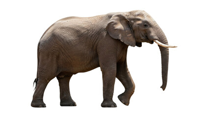 Side view of an elephant on a black background.