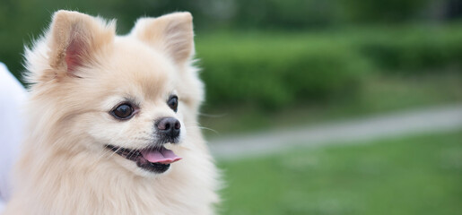 Cute Pomeranian on a walk.