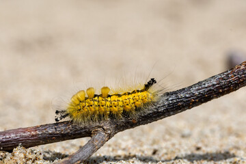 a macro picture of Orgyia antiquoides larva on branch. Other names Teia antiquoides, Orgyia ericae. unique caterpillar. animal concept