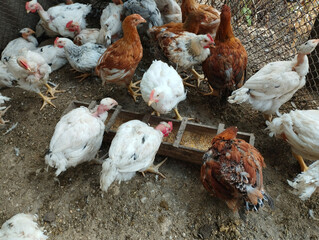 A walk with young chickens. A trough with food. On the ground. Chickens of different colors.