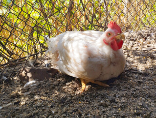 Broiler chicken lies on the ground when the sun shines. White chicken. Young bird.