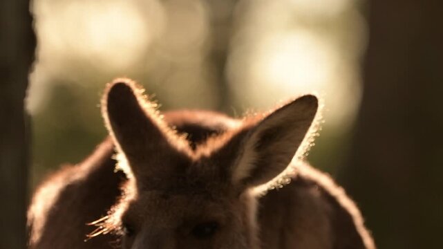Eastern Grey Kangaroo enjoying the afternoon sun.