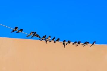 Swallows on a Wire in Kos, Greece