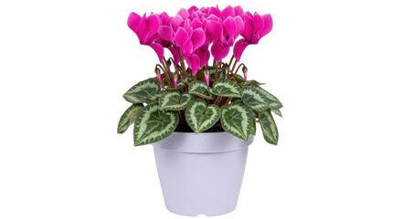 Isolated Potted Cyclamen Flower