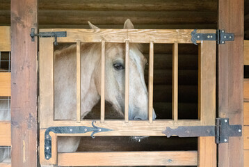 White horse head looking through wooden stable door with metal hinges